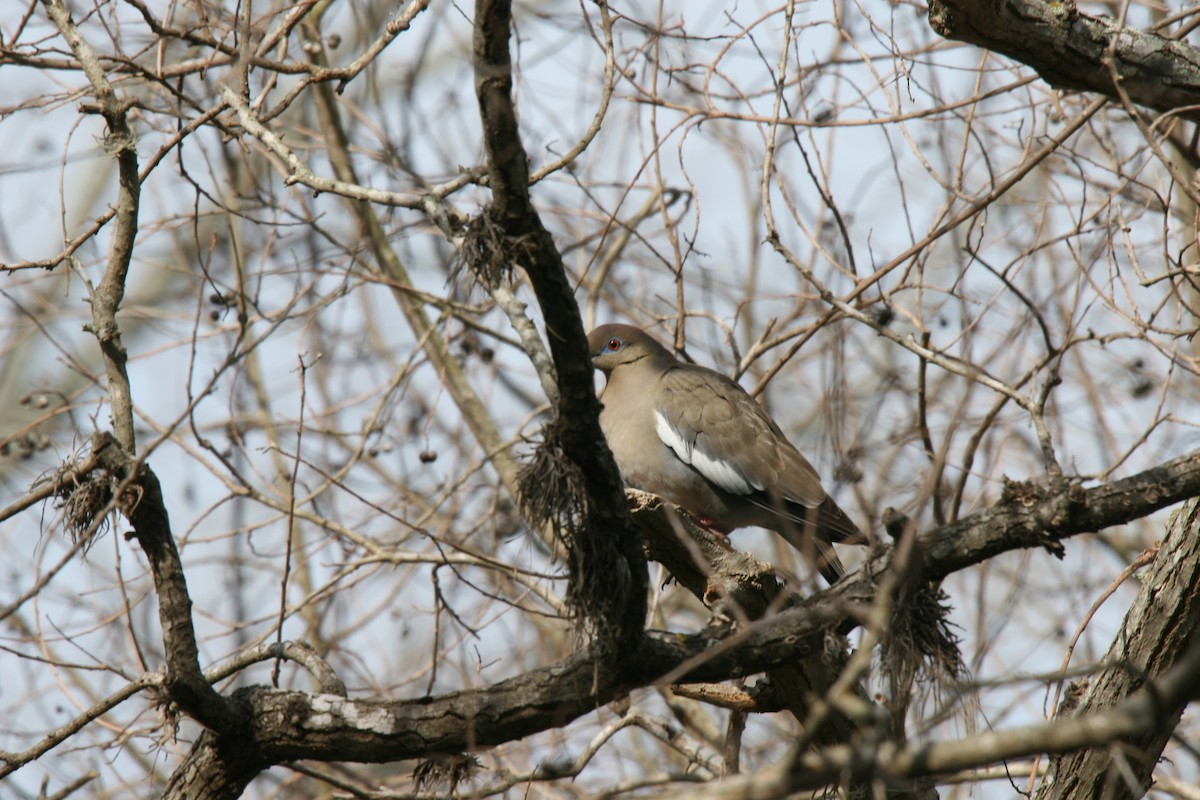 White-winged Dove - ML353612421