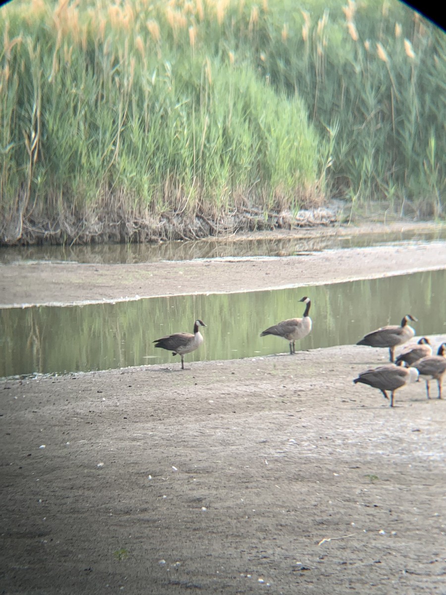 Canada Goose - ML353613361