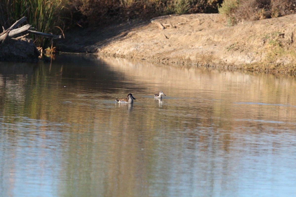 Pink-eared Duck - ML353613661