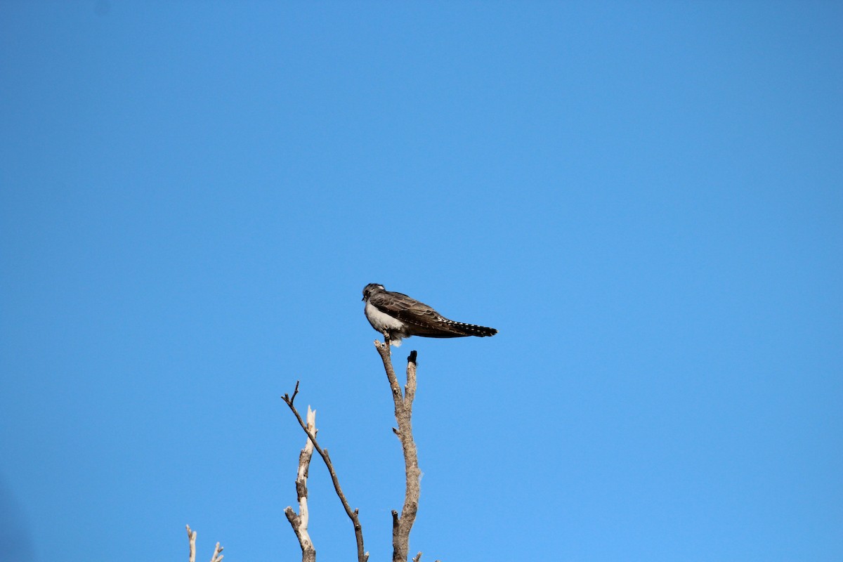 Pallid Cuckoo - ML353613861