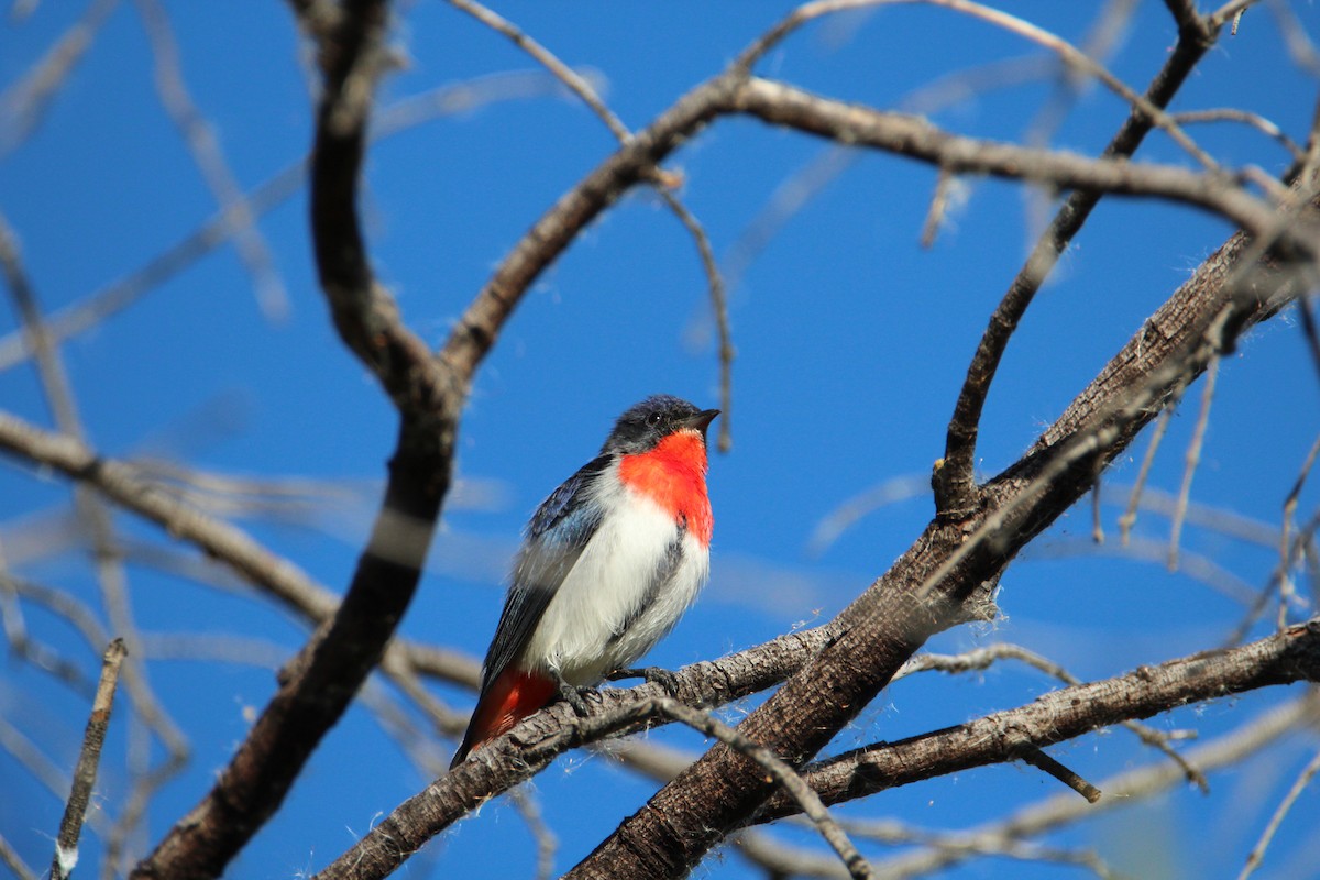 Mistletoebird - ML353614021