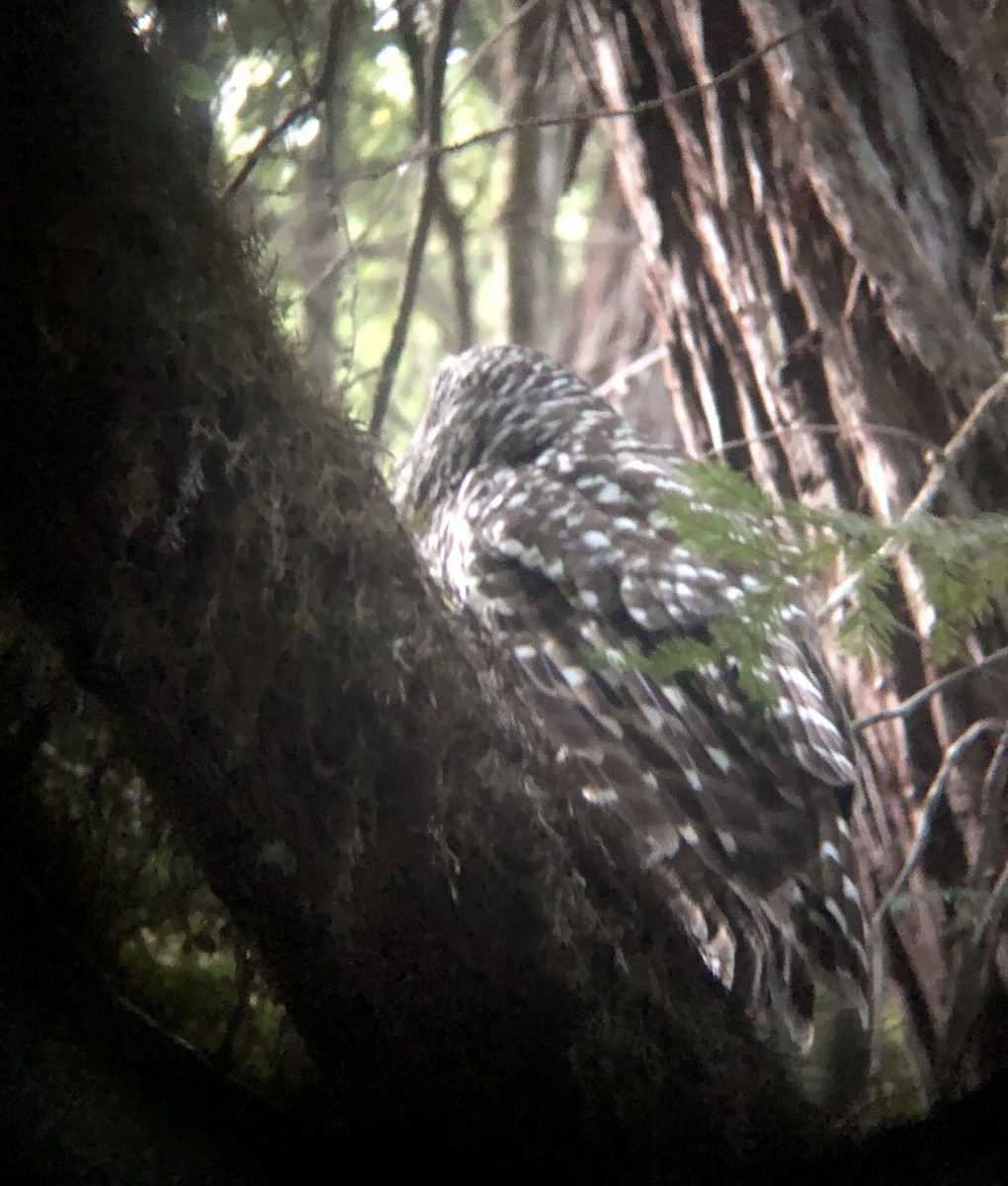 Barred Owl - ML353615131