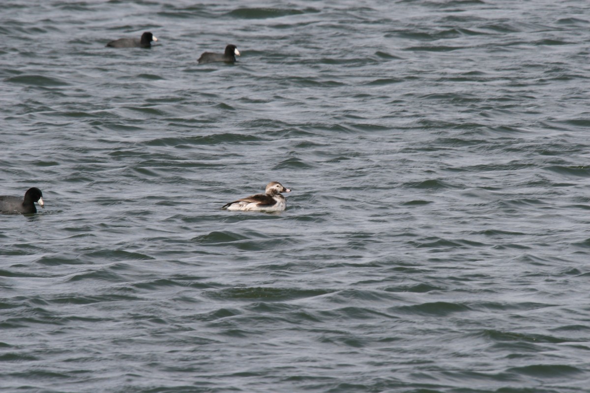 Long-tailed Duck - ML353615331