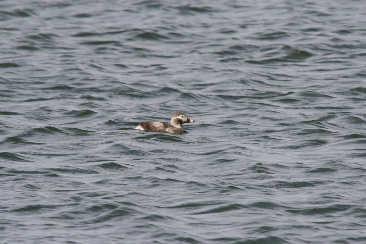 Long-tailed Duck - ML353615371
