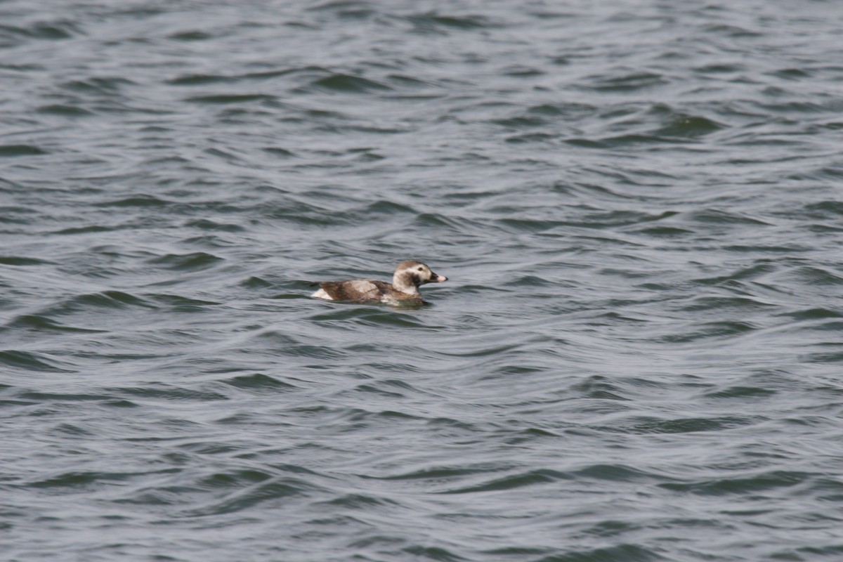 Long-tailed Duck - Jerald Zimmerman