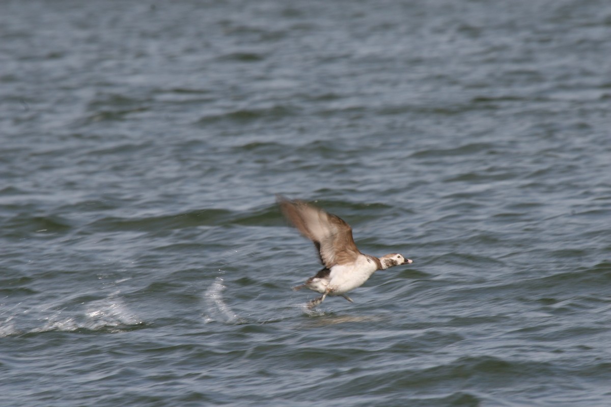 Long-tailed Duck - ML353615411