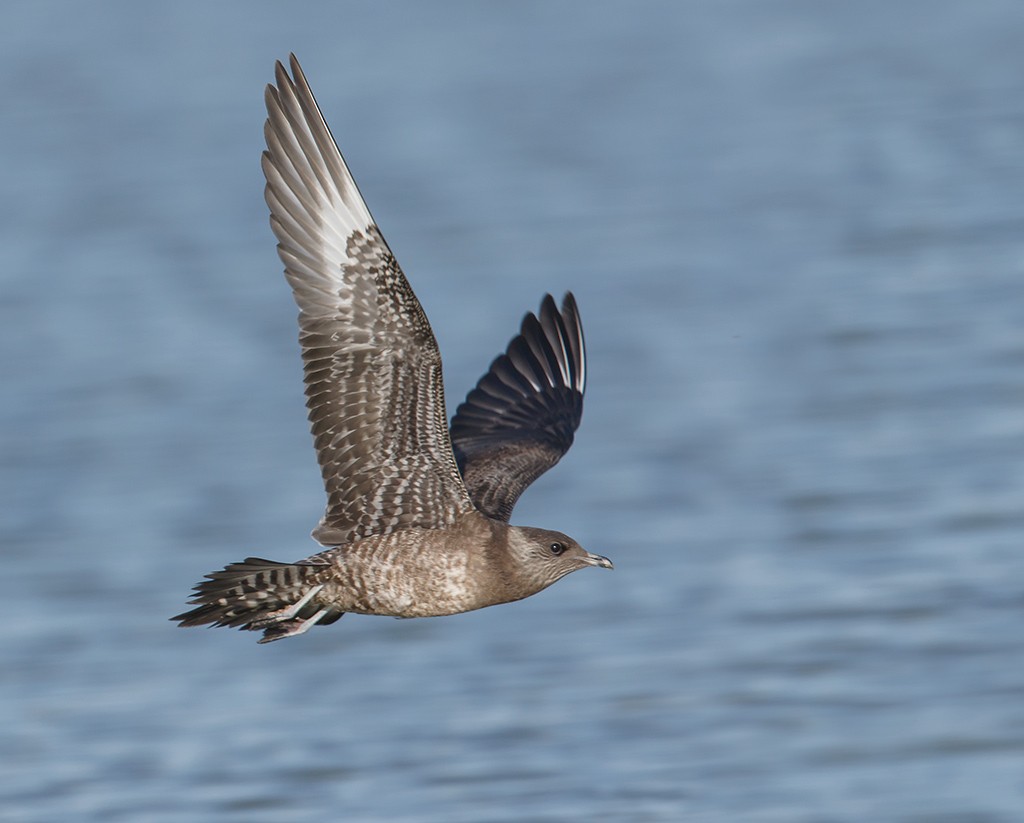 Long-tailed Jaeger - Gary Woods