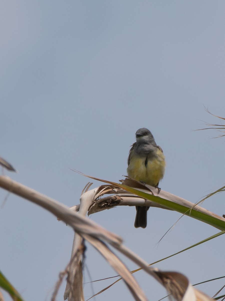 Cassin's Kingbird - Gregg McClain