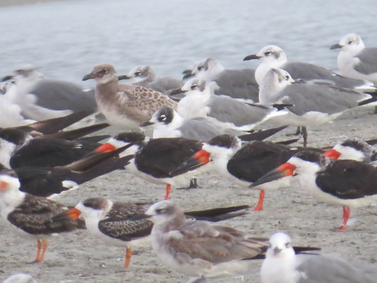 Franklin's Gull - Sherry Lane