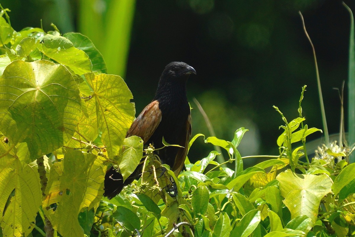 Lesser Coucal - ML353617861