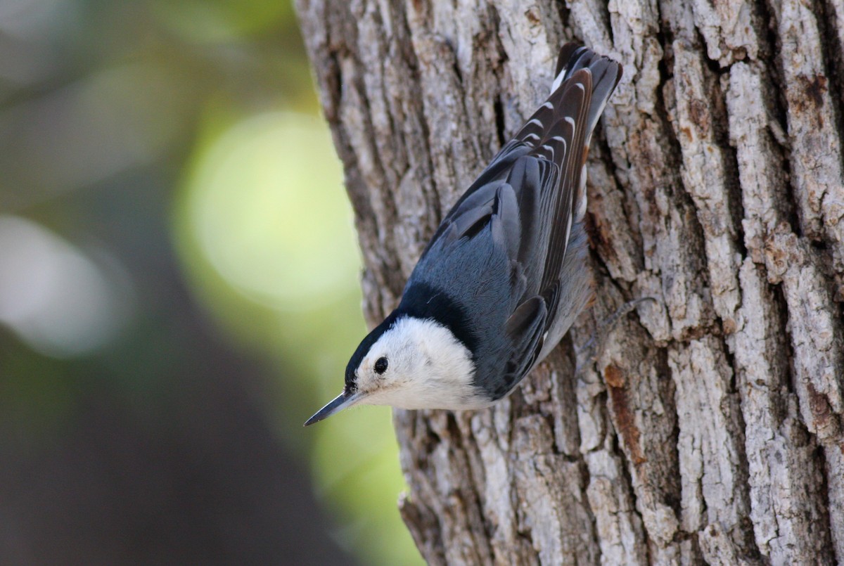 White-breasted Nuthatch - Aaron Marshall