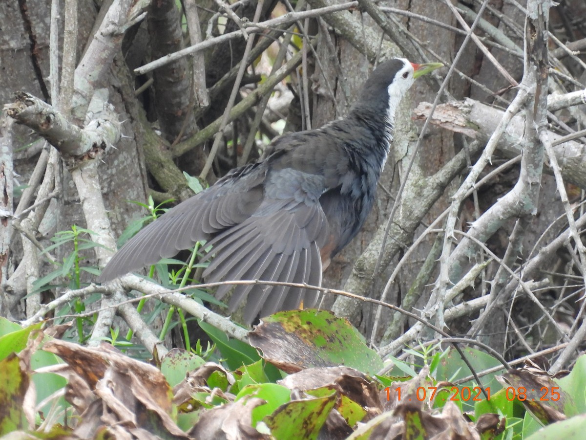 White-breasted Waterhen - ML353618831