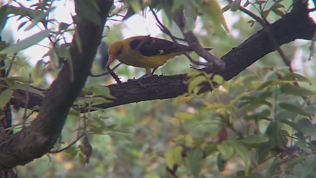 Indian Golden Oriole - ML353618971