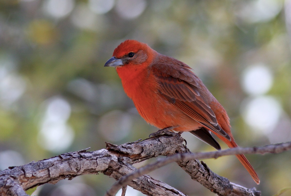 Hepatic Tanager - Aaron Marshall