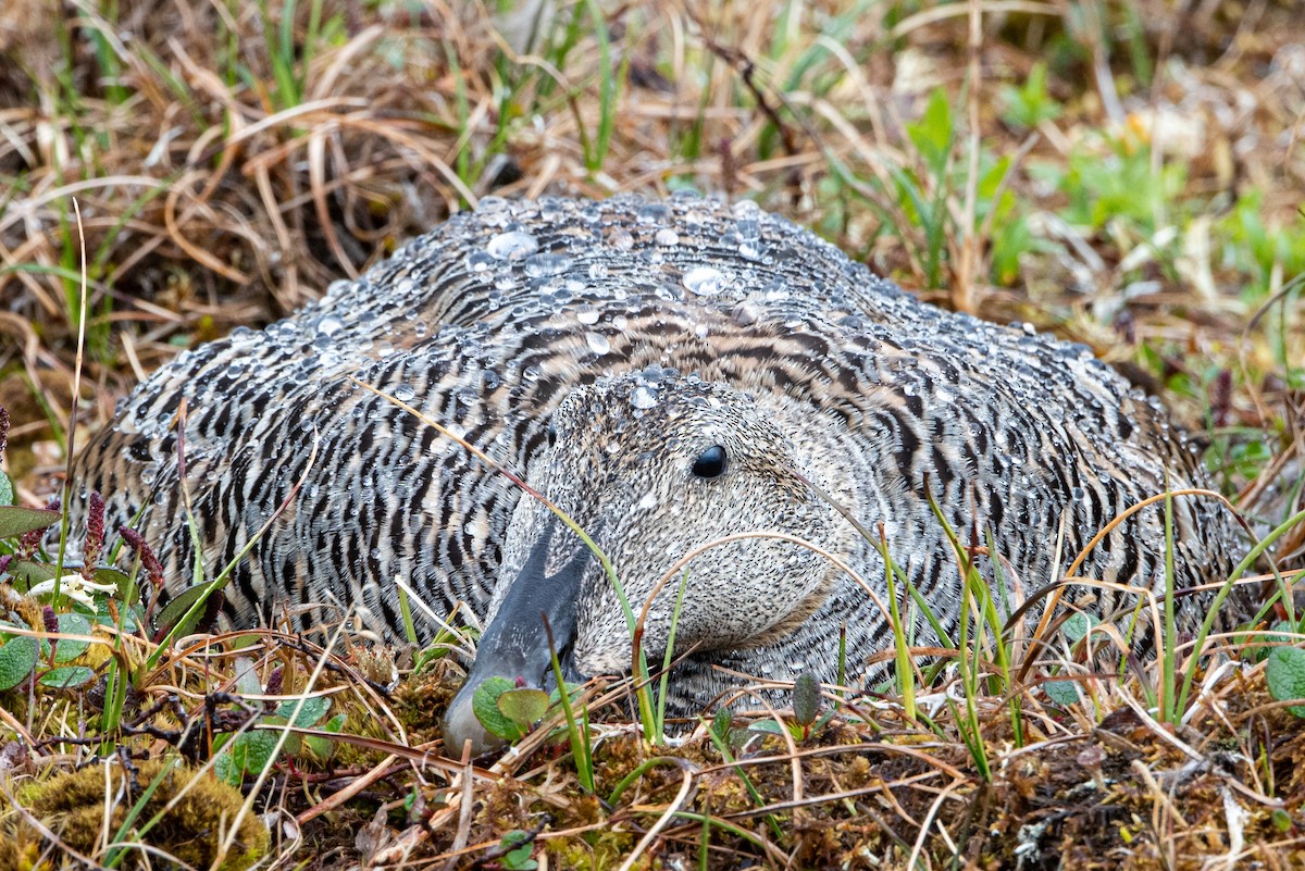 Common Eider - ML353619551