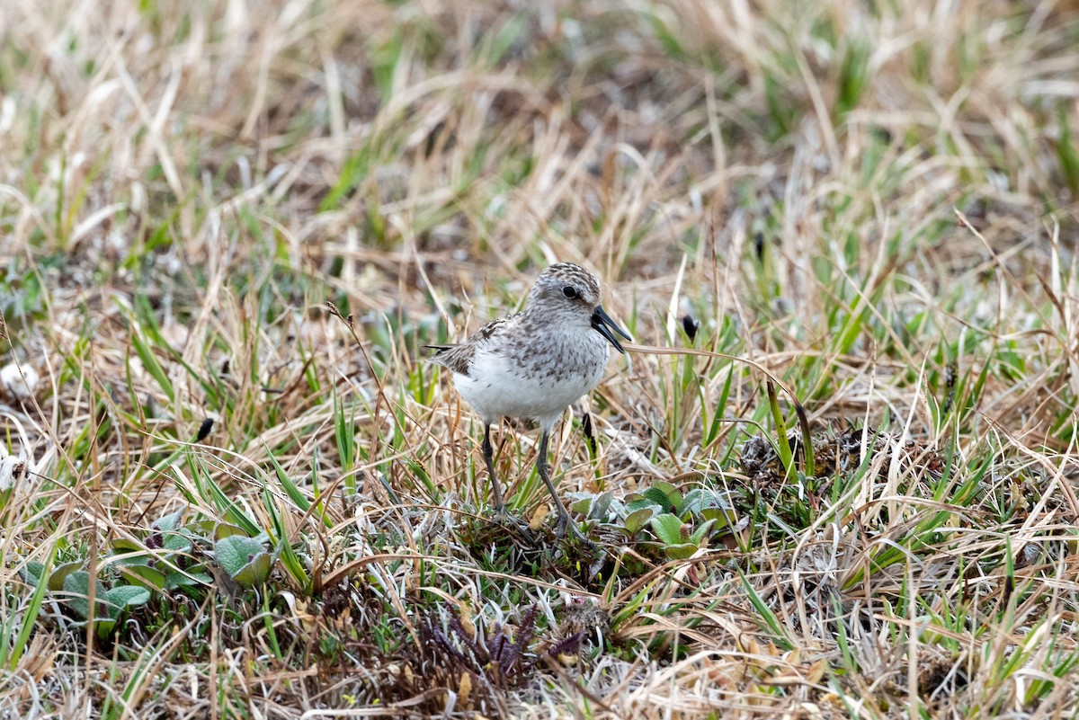 Semipalmated Sandpiper - ML353619631