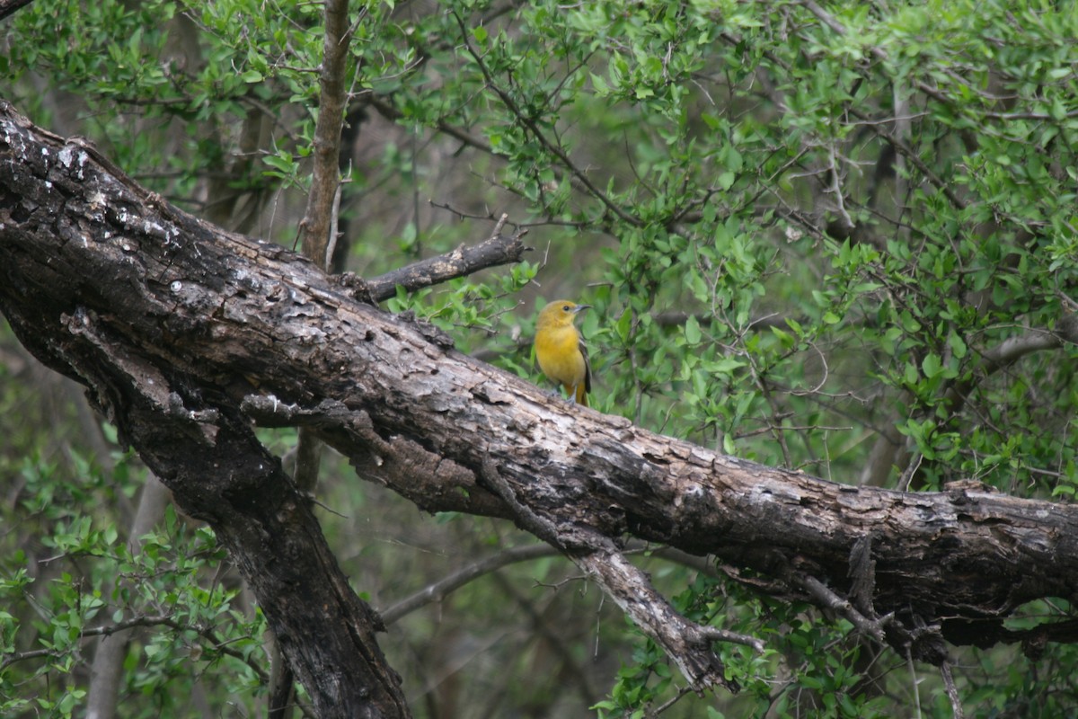 Hooded Oriole - ML353620261