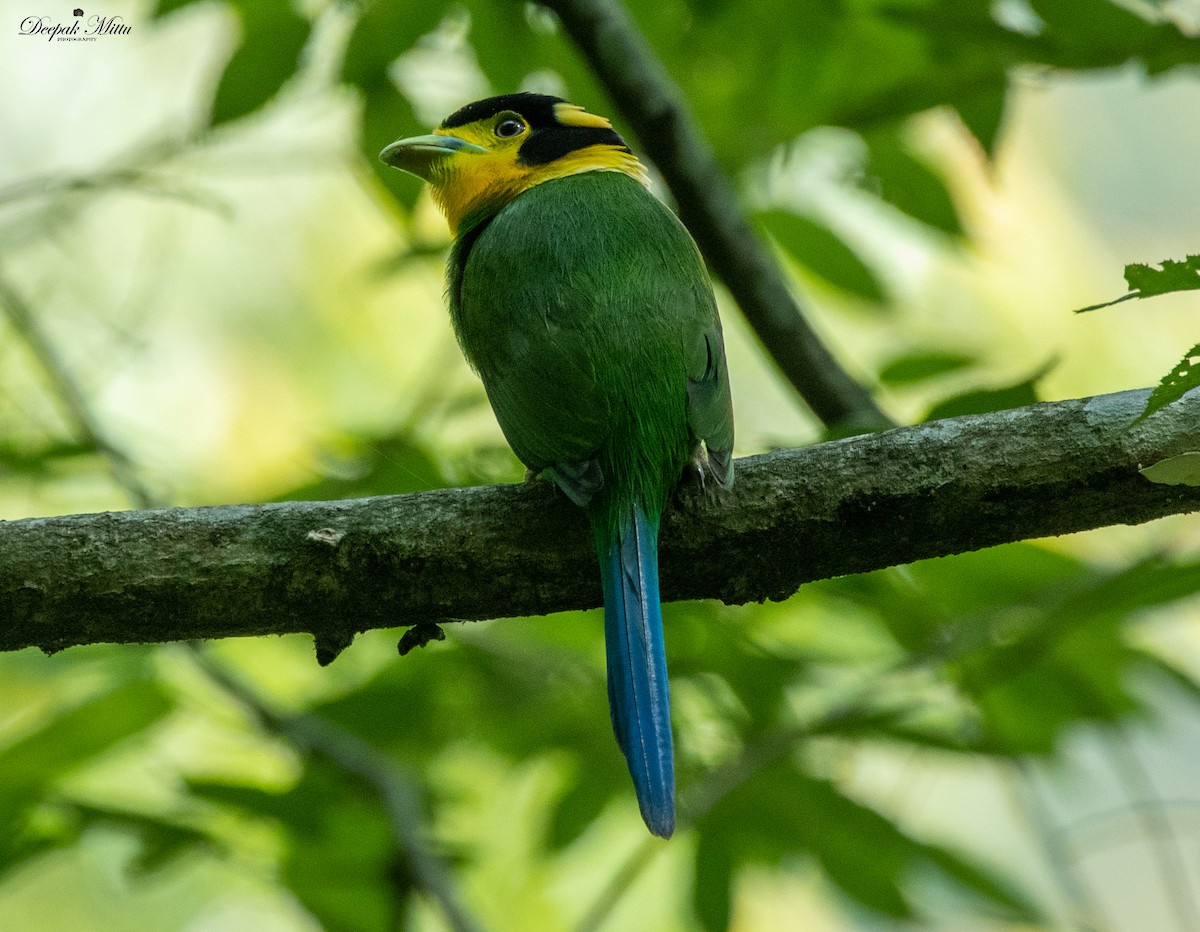 Long-tailed Broadbill - ML353621031