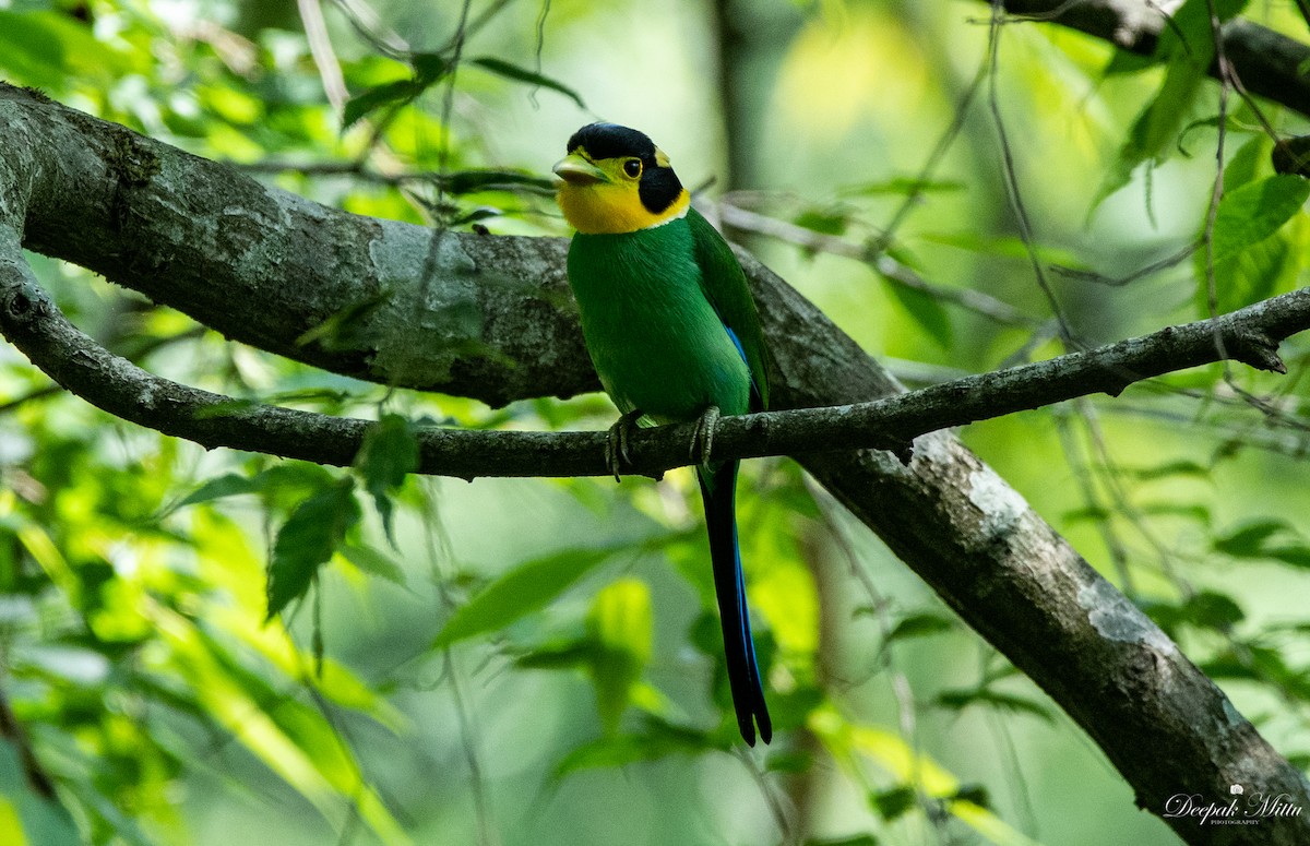 Long-tailed Broadbill - ML353621041