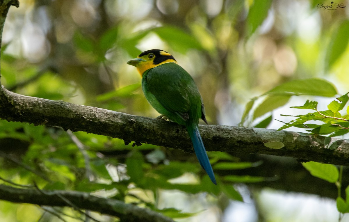 Long-tailed Broadbill - ML353621071