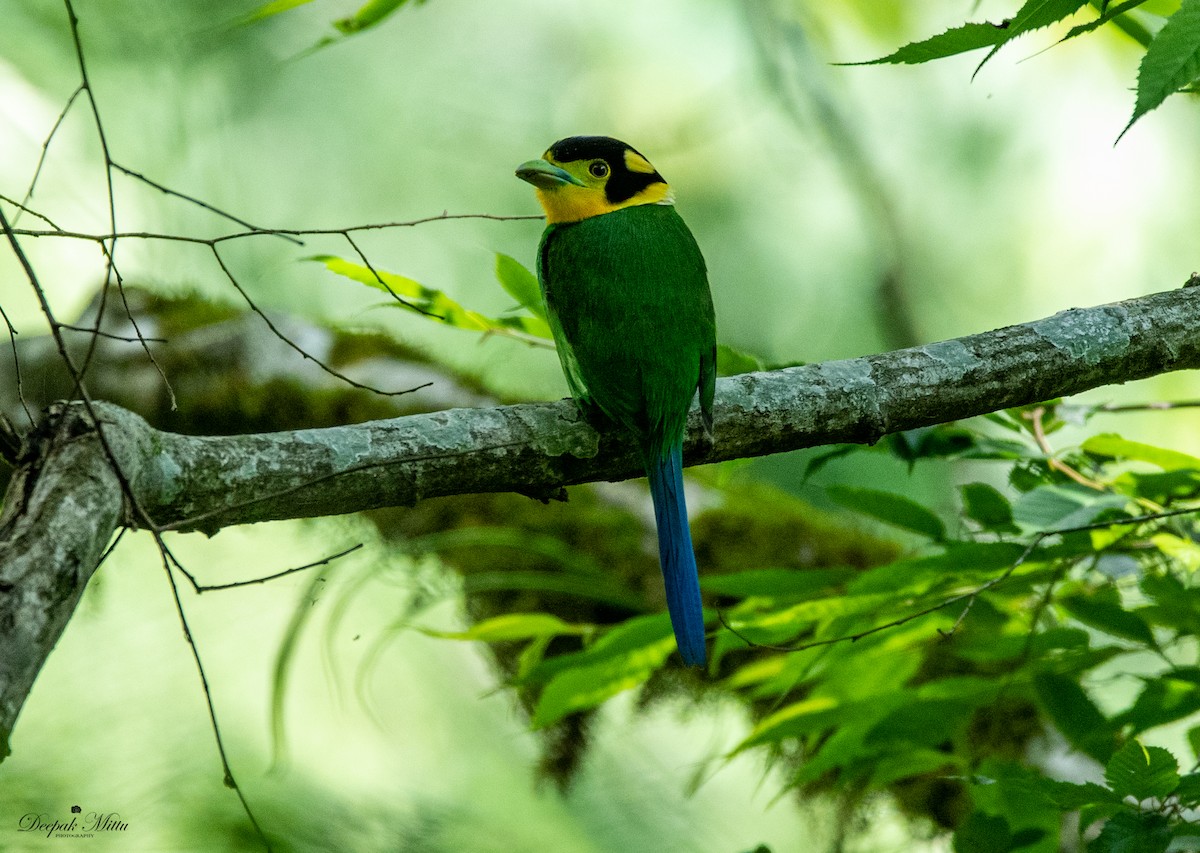 Long-tailed Broadbill - ML353621081