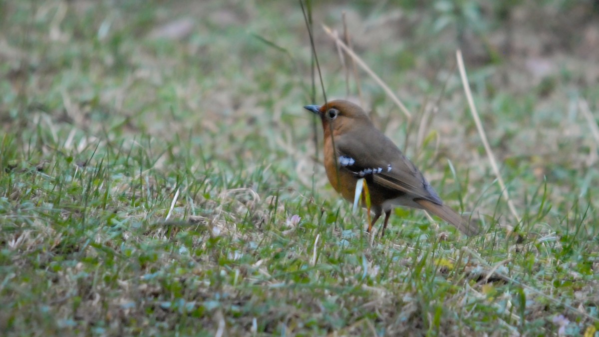 Abyssinian Ground-Thrush (Abyssinian) - ML353621381