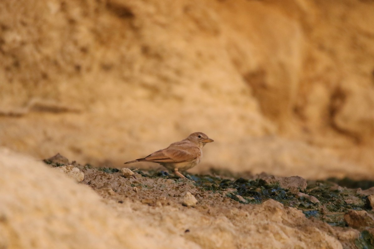 Desert Lark - ML353621791
