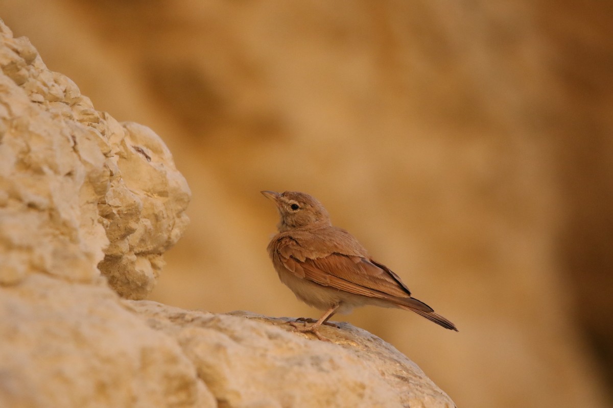 Desert Lark - ML353621801