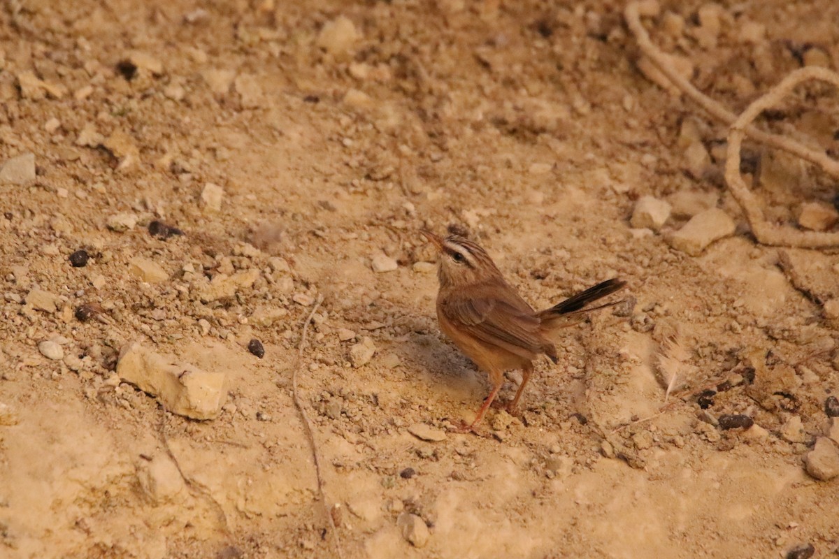 Scrub Warbler - ML353621831