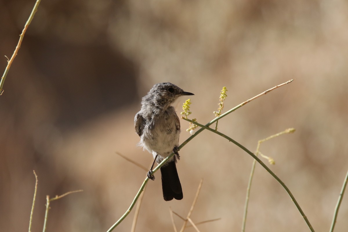 Blackstart - ML353621891