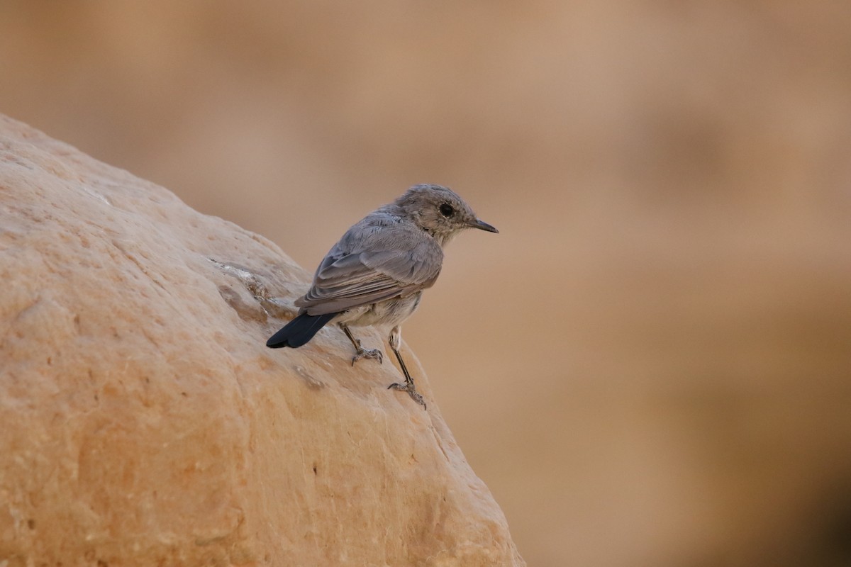 Blackstart - ML353621901