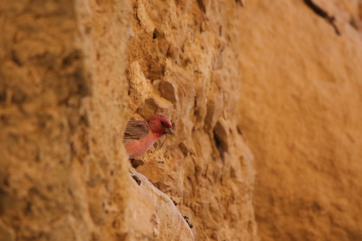 Sinai Rosefinch - ML353621971