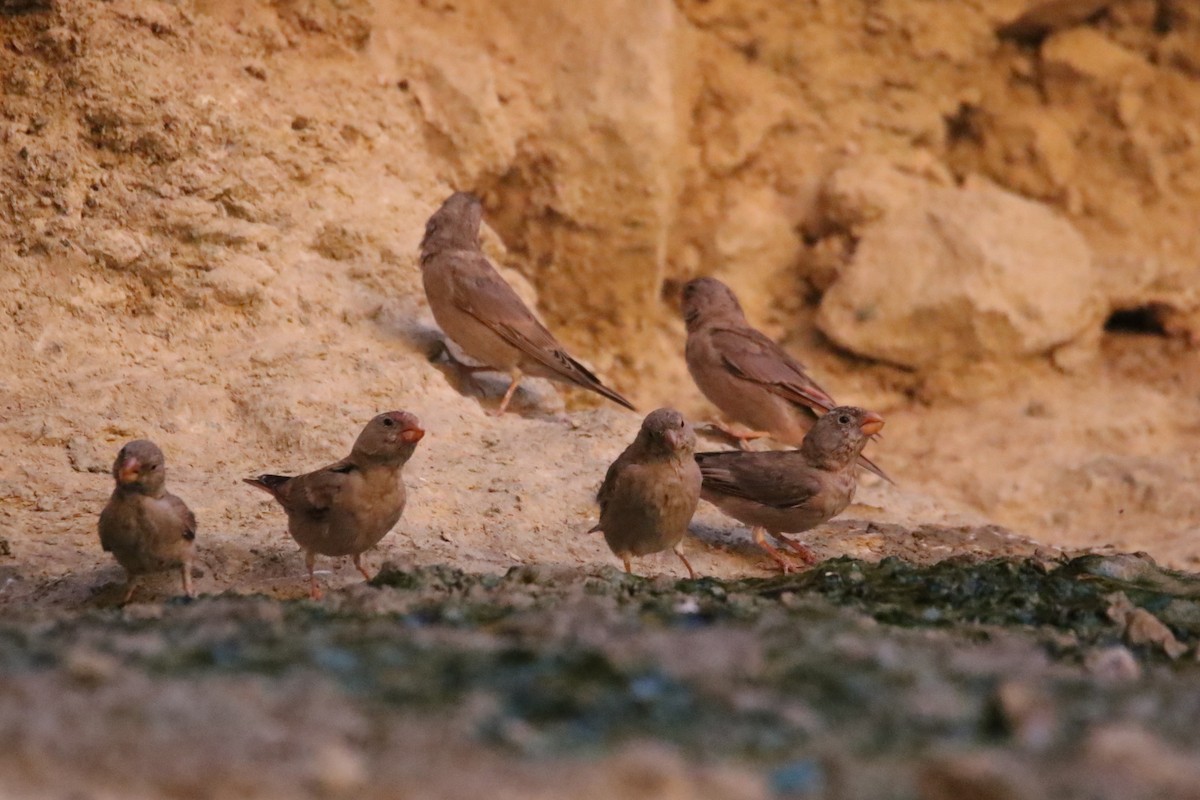 Trumpeter Finch - ML353622021