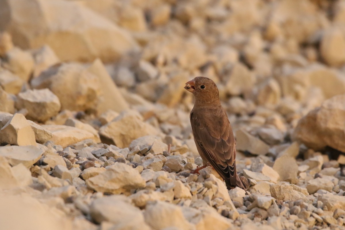 Trumpeter Finch - ML353622031