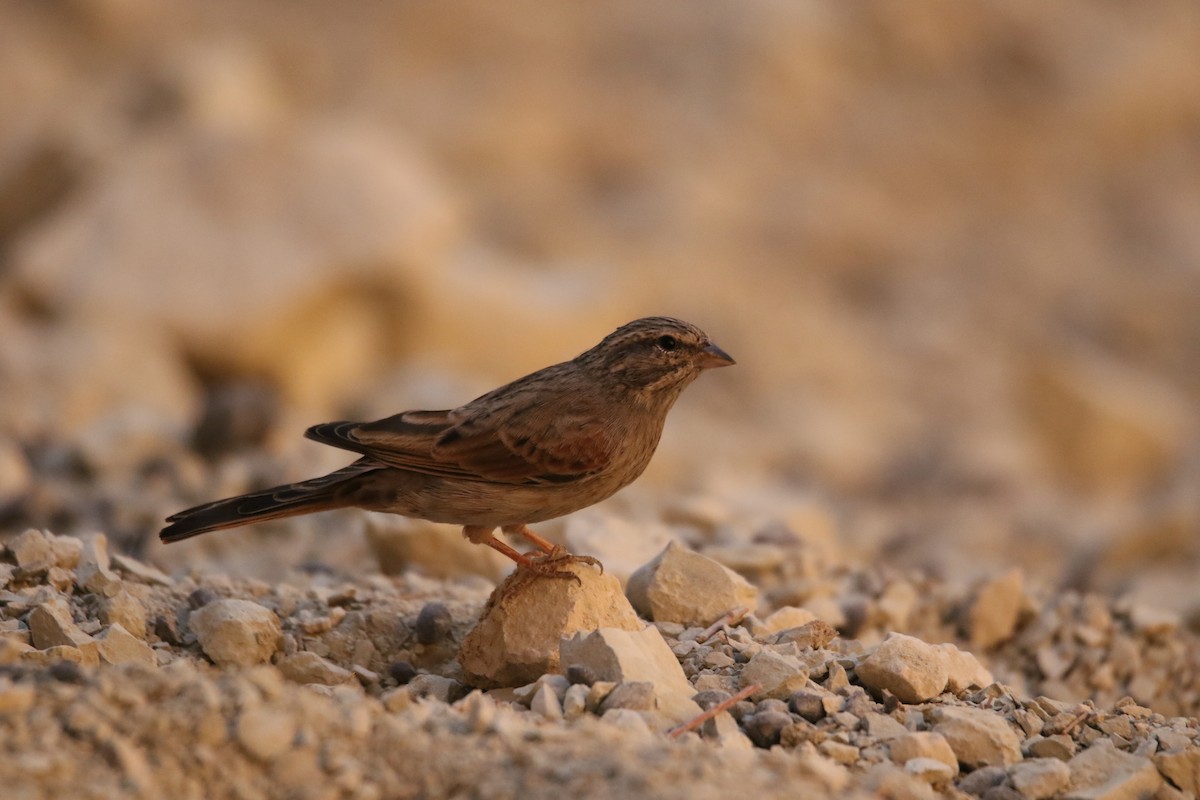 Striolated Bunting - ML353622211