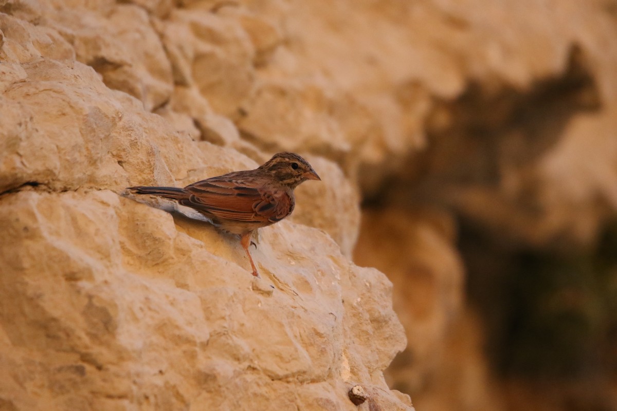 Striolated Bunting - ML353622221