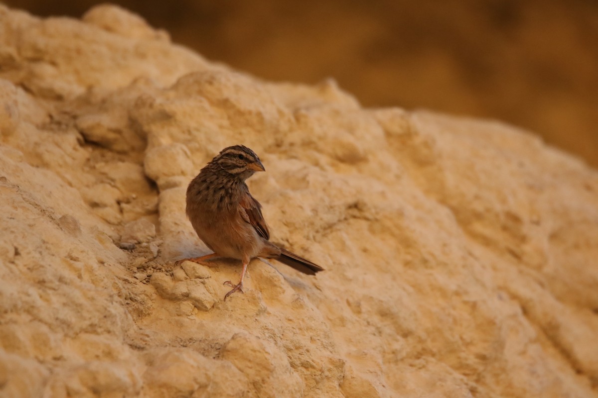 Striolated Bunting - ML353622231