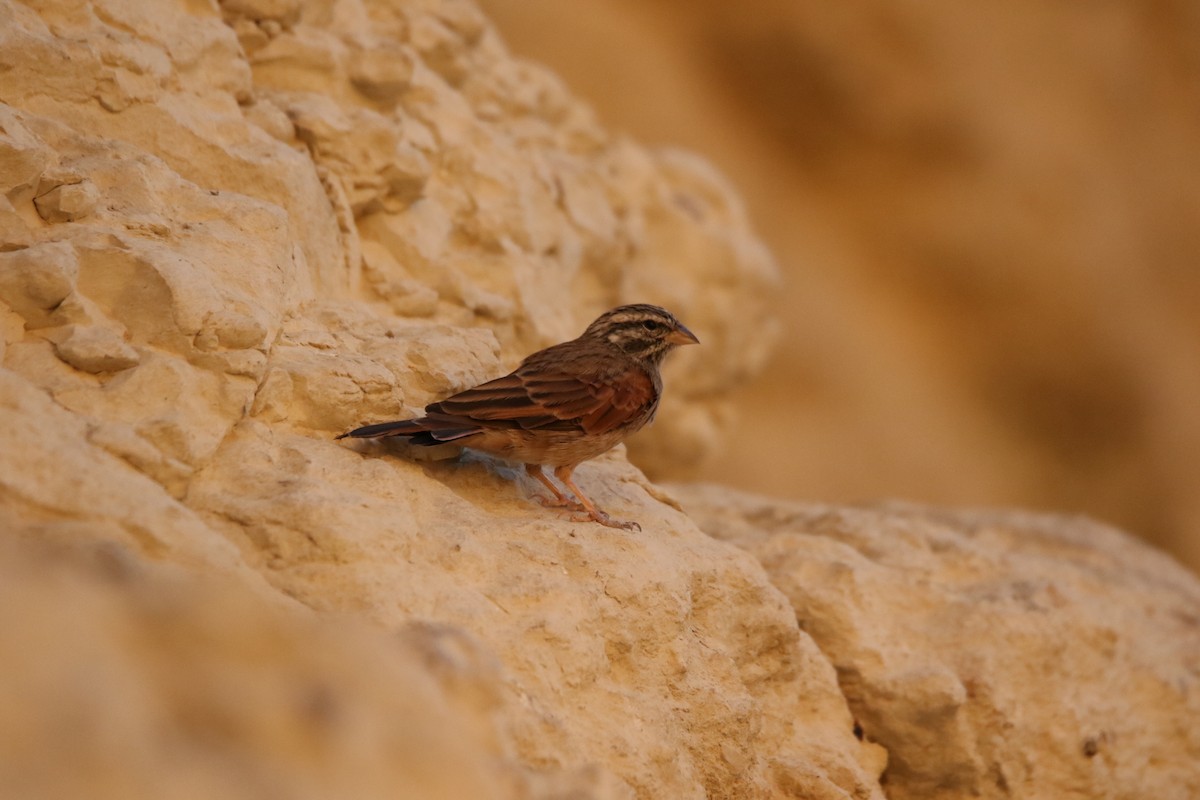 Striolated Bunting - ML353622241