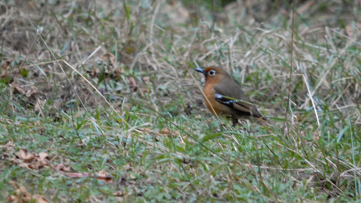 Abyssinian Ground-Thrush (Abyssinian) - ML353622441