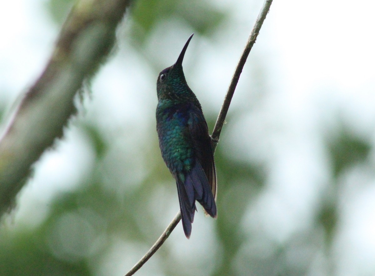 kolibřík vidloocasý - ML353622481