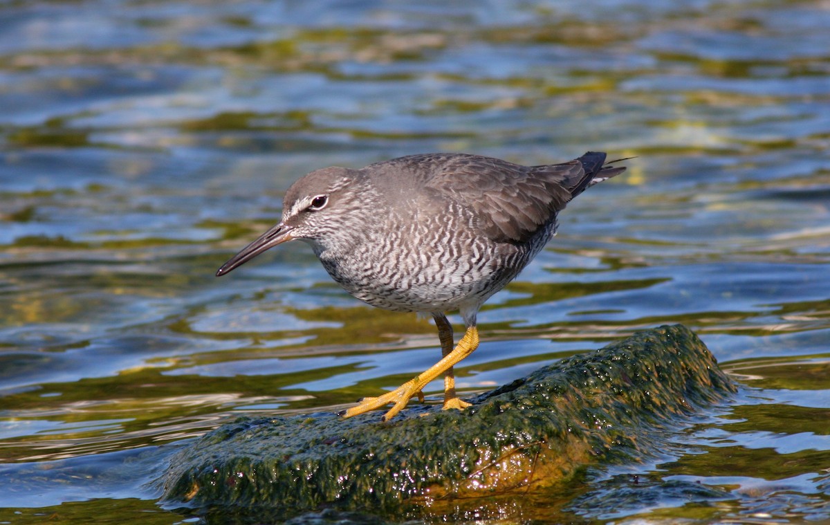 Wandering Tattler - Aaron Marshall