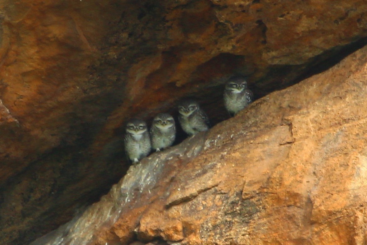 Spotted Owlet - ML353625591