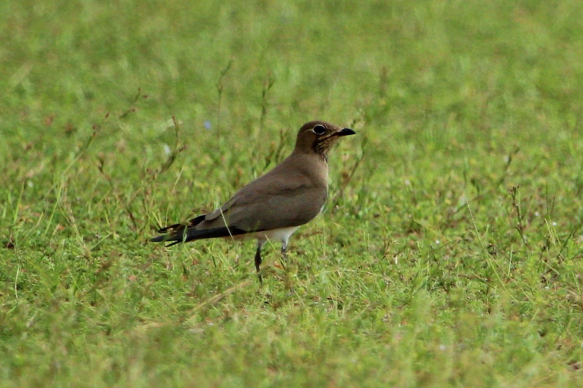 Oriental Pratincole - ML353625701