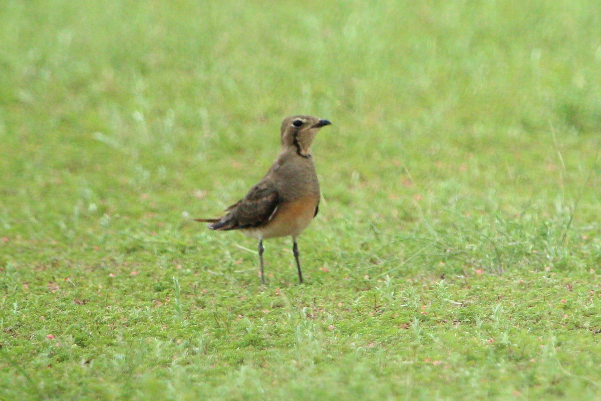 Oriental Pratincole - ML353625711