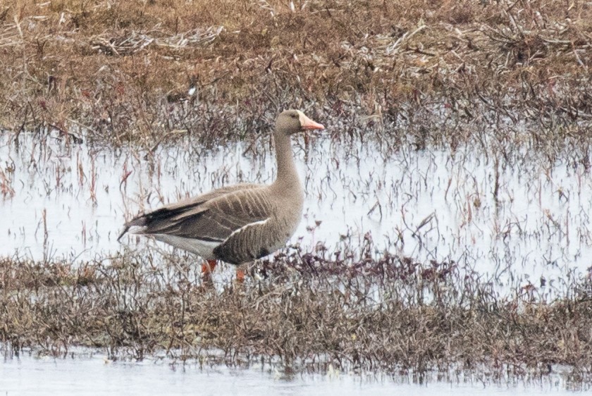 Greater White-fronted Goose - ML353626171