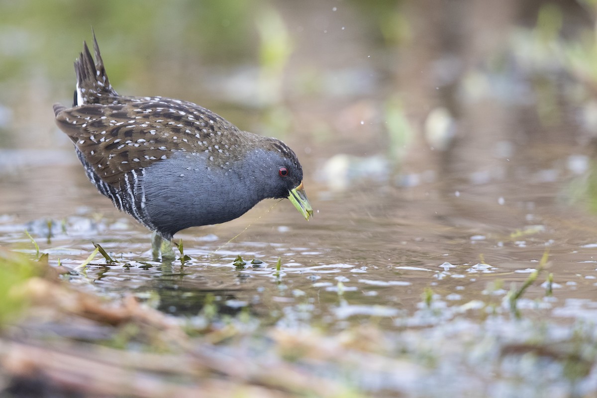 Australian Crake - ML353628131
