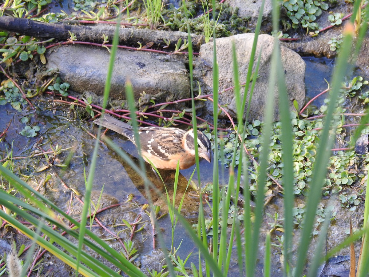 Black-headed Grosbeak - David Plotkin