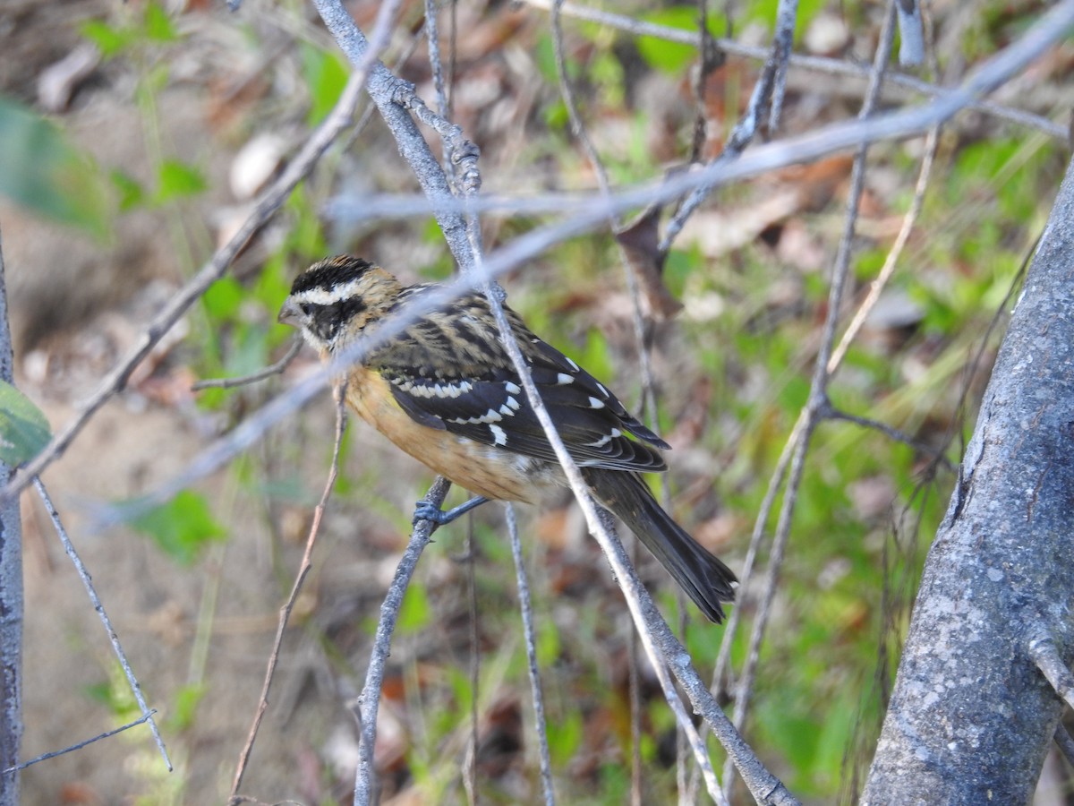 Black-headed Grosbeak - David Plotkin