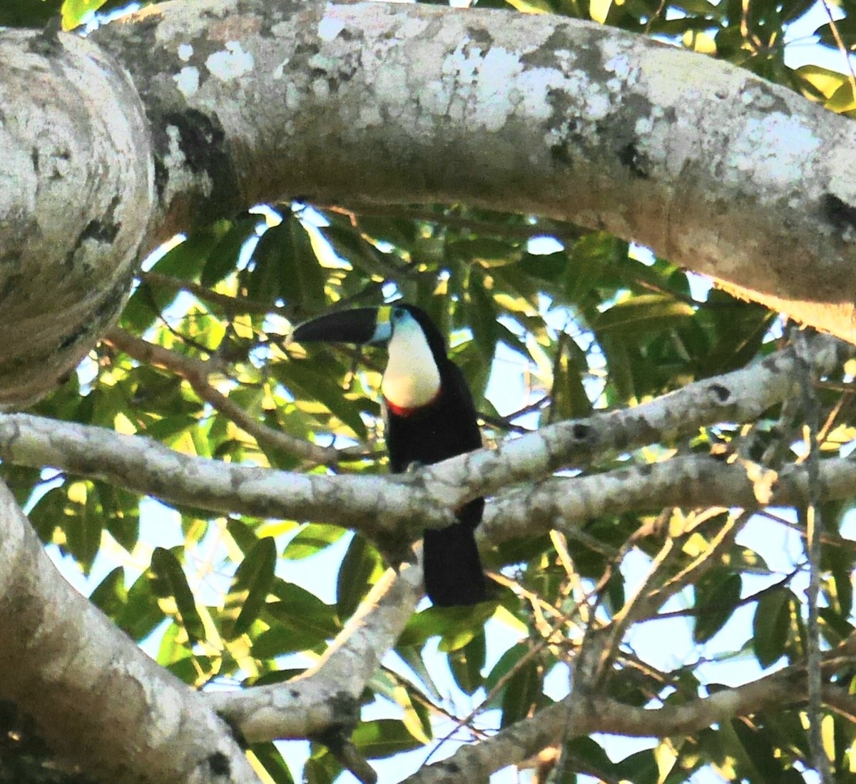 White-throated Toucan - ML353629761