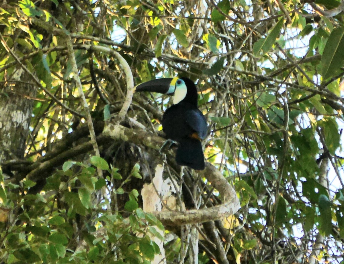 White-throated Toucan - ML353629771